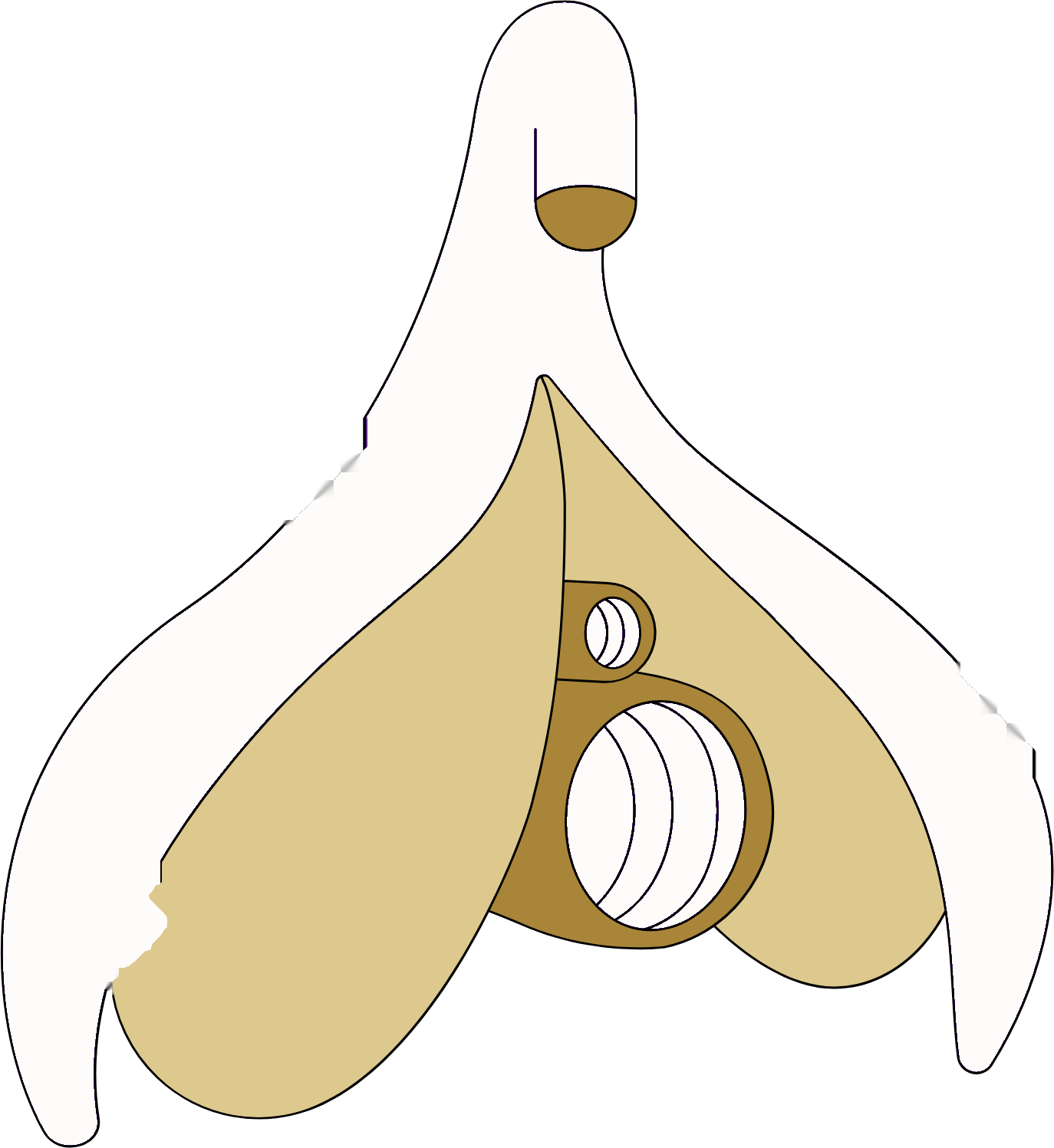 The clitoris, most of which is internal